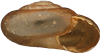 Zonitoides nitidusKÄRRGLANSSNÄCKA3,1 × 5,7 mm